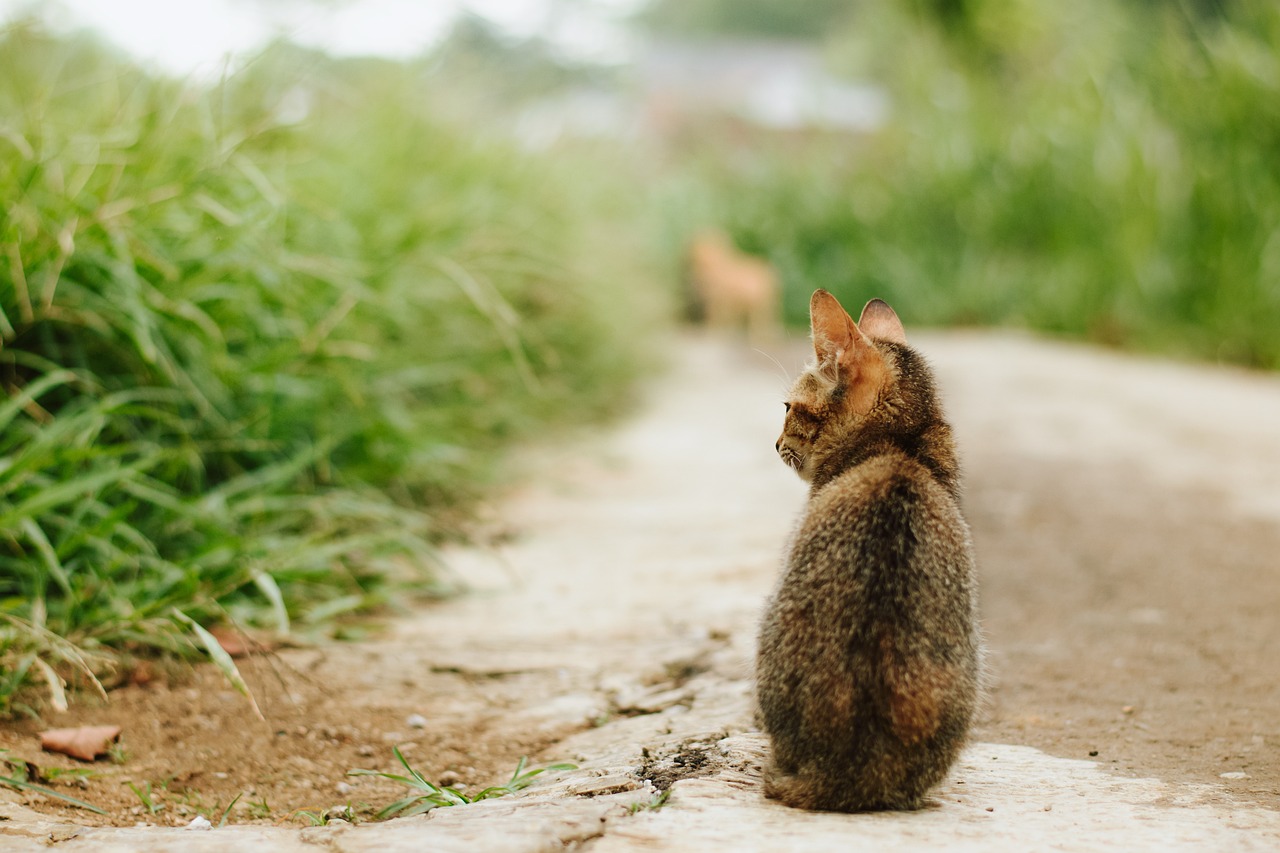 子猫　一匹　アイキャッチ